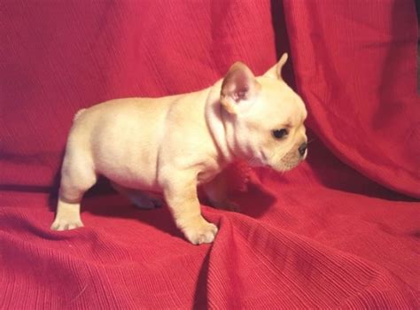 Price can be an indication towards the quality of the puppies breed lines and the breeders reputation. Mine, French Bulldog Breeder in 73301, Texas