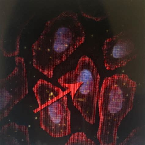 Dna merupakan sejenis asam nukleat yang tergolong biomolekul utama penyusun berat kering setiap organisme. What is the function of the structure identified by the ...