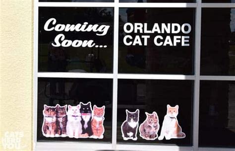 Many thank mews for the feature by communities digital news as a place to visit if you'd like to see a different side of orlando! Orlando Cat Cafe Groundbreaking - Cats Herd You