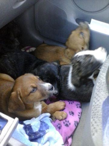 Corgi shepherd mix comes from the cross breeding of a welsh corgi with a german shepherd. corgi pit mix puppies for Sale in Portland, Oregon ...