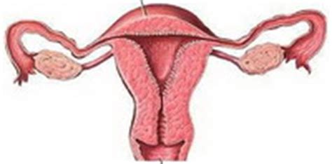 Tips melancarkan haid secara alami doktersehat. Endometriosis, Darah Haid Tidak Keluar Dan Mengendap.
