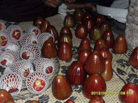 Buah jambu yang berasal dari asia tenggara ini memiliki nama latin syzygium aqueum. Jambu Air Dalhari: Gambar Jambu Dalhari, Bibit Jambu ...