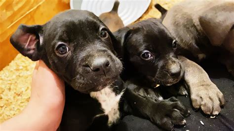 He looks pretty sturdy and independent too and you may wonder if its okay to bring him home to live with you right now. 6 Week old Cane Corso puppy puts sibling in submissive ...