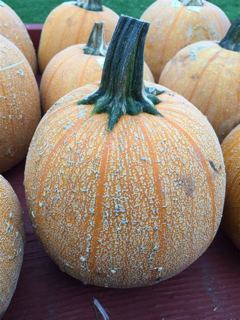 From ina garten, julia child, alton brown, and libby's. Luxury Pie Pumpkin... Heirloom variety | Pumpkin, Luxury