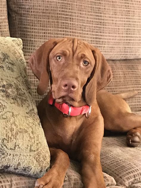 Ask questions and learn about vizslas at nextdaypets.com. Minnie the Vizsla | Vizsla dogs, Vizsla, Cute puppies