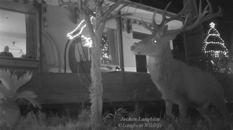 Amateur caught on webcam (395,898 results). Rudolph caught on trail camera - Deertails