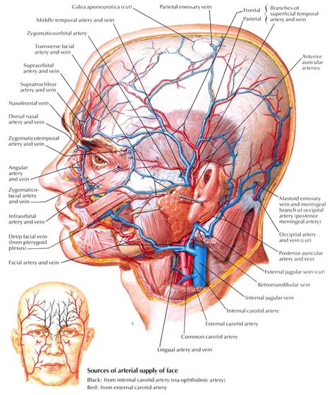 Roots, trunks, divisions, cords, branches. Anatomy Label Major Arteries And Veins / Veins arteries ...