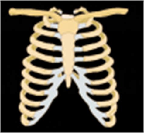 Rib cage and pelvis study by intheintrestoftime on deviantart. Rib Cage clip art (111077) Free SVG Download / 4 Vector