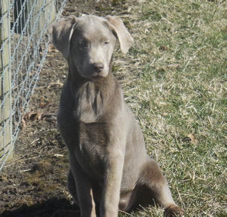 The puppy is now ready for pick. Silver Lab Puppies for Sale | AKC Lab Puppies for Sale