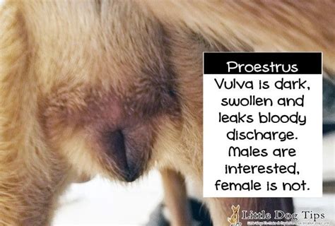 As long as the discharge isn't excessive and she's not acting abnormal (not. All You Need To Know When Your Dog's In Heat - Little Dog ...
