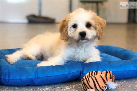 Explore 94 listings for free cavapoo puppies at best prices. Patch: Cavapoo puppy for sale near Southeast KS, Kansas ...