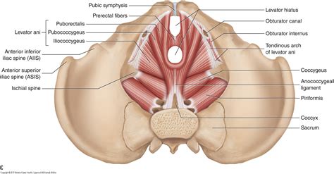 It is bounded on either side by the ilium; Muscles of the Pelvis