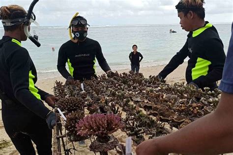 Begitu banyak tempat menarik di terengganu bukan? Bali Merupakan Daerah Tempat Budidaya Karang Hias Terbaik ...