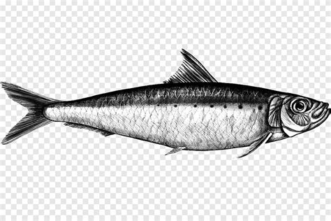 Maybe you would like to learn more about one of these? Gambar Ikan Bandeng Vector