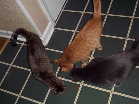 New Cat Sitting Services - Cat Daddies Welcome Here!