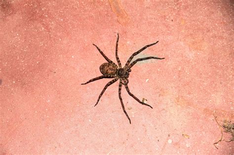 A biological control scheme is deemed a success the use of web of knowledge also has the advantage of being able to read the abstract before downloading the paper and the search can be. Role of Spiders in Controlling Pest Populations Inside ...