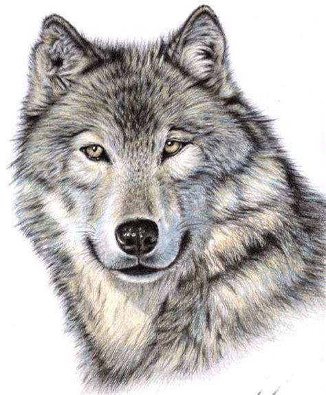 Kostenlose lieferung für viele artikel! Zeichnung eines sibirischen Wolfs mit Künstlerfarbstiften ...