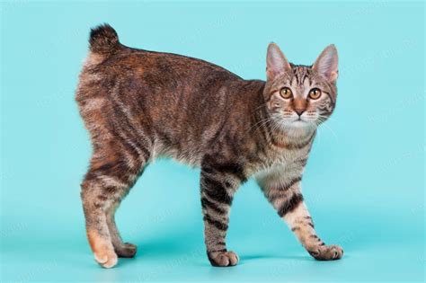 Породы кошек с коротким хвостом - название, описание и фото