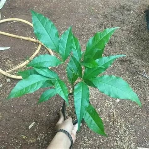 Check spelling or type a new query. tanaman hias tabebuya bunga ungu - bibit pohon tabebuya ...