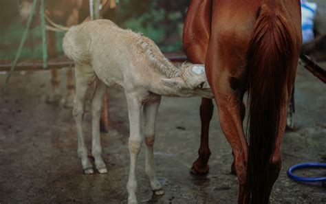 The alpaca looks like a small. Free Images : animals, close up, domestic, farm, feeding ...