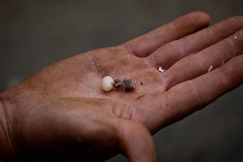 Adopt pets from your local animal rescues/shelters, there. baby hummingbird and egg...tiny!! | Baby hummingbirds ...