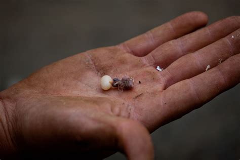 Watching a baby hummingbird grow up can be a very rewarding experience. baby hummingbird and egg...tiny!! | Baby hummingbirds ...