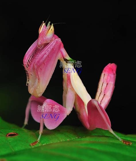 mantis - Google Search | Praying mantis, Orchid mantis ...