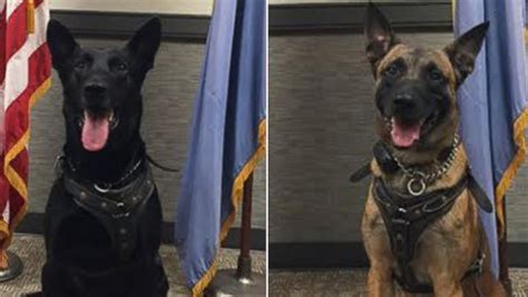 Satılık belçika kurdu cinsine ait sevimli bir dost arıyorsan veya kendin ilan oluşturmak istiyorsan, en güvenli adres patibul seni bekliyor! Belçika Kurdu (Belçika Malinois) | Guardia Turca Köpek ...