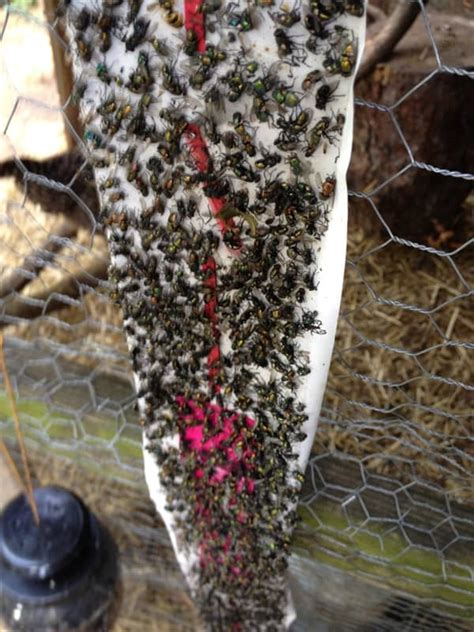 How do you get rid of fruit flies? Backyard Chickens: How to Get Rid of Flies