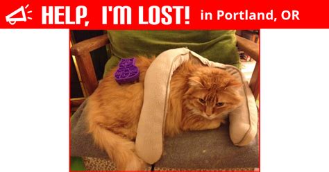 We did not find results for: Lost Cat (Portland, Oregon) - Ari
