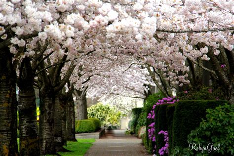 Pemberton's flowers, located in salem, oregon, is at 12th street southeast 2414. Oregon Capitol Salem. | Oregon, Vista, Terra