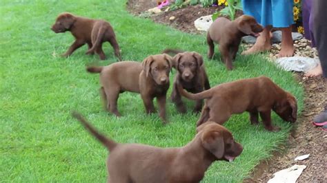 Chocolate lab puppies share the same traits as other labrador puppys in that they are so adorable they can melt the heart of anyone. Chocolate Lab Puppies For Sale - YouTube