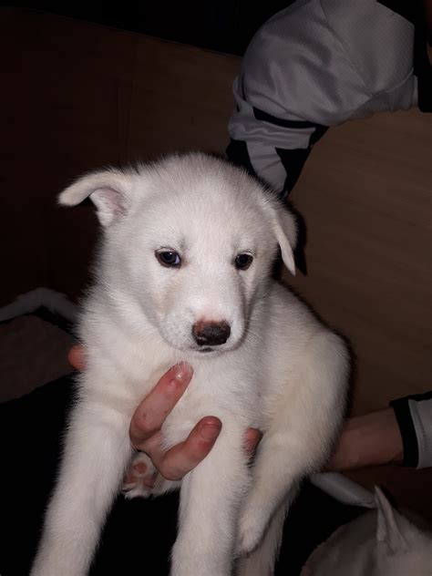 The siberian husky mix can have multiple purebred or mixed breed lineage. Pure White Siberian Huskies | Siberian Husky for Sale ...