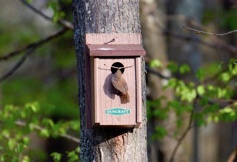 The best monocular for birdwatchers, thanks to its wide field of view and high magnification. Over 70 Gift Ideas for Backyard Bird Watchers - Bird ...