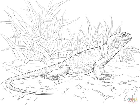 March 16, 2021march 13, 2020 by coloring. Common Collared Lizard coloring page | Free Printable ...