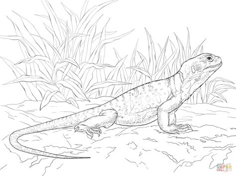 See more ideas about coloring pages, lizard, online coloring pages. Common Collared Lizard coloring page | Free Printable ...