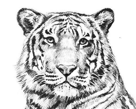 Feel free to print and color from the best 39+ realistic tiger coloring pages at getcolorings.com. tiger coloring pages - Google Search | Lion coloring pages ...