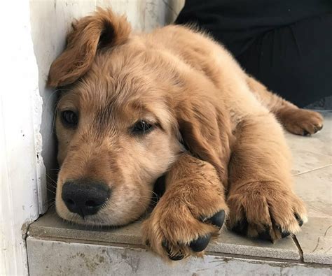 Golden Retriever Puppies Nj Adoption 8 week old catahoula ...