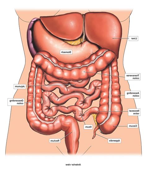 Back front internal organs internal organ system. Image result for human organs diagram | ~Human Anatomy ...