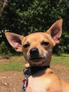 But they are not housed at or affiliated with spca tampa bay. Chihuahua dog for Adoption in Tampa, FL. ADN-662043 on ...