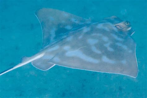 Eagle rays are most commonly found in shallow coastal waters on reefs or in bays down to depths of 80m. New Zealand Eagle Ray (Myliobatis tenuicaudatus) · iNaturalist