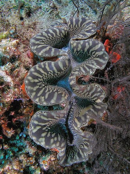 Hewan ini juga bukan termasuk hewan yang aktif dan tidak membutuhkan makanan yang berkalori tinggi. Keunikan Hidupan Laut Kima (Kerang Gergasi) |MyRokan