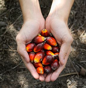 Malaysia is one the largest producers and exporters of palm oil in the world. Wilmar partners with Malaysian palm oil certifiers to ...