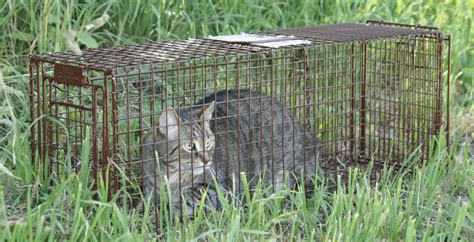 To trap a feral cat, start by putting food out for it every day at the same time and in the same place. Home Page | Tru Catch Traps