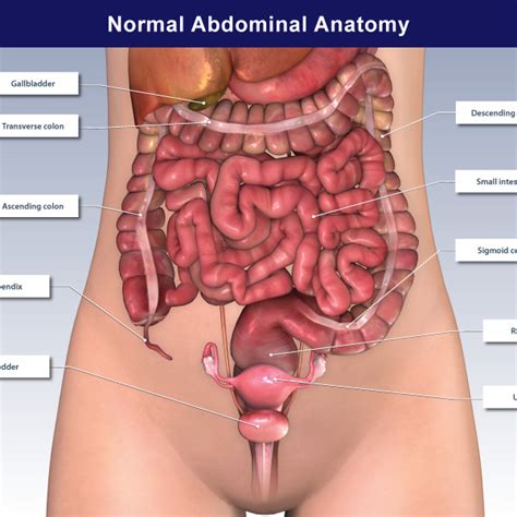 Each segment of the abdomen is represented by a sclerotized tergum, sternum, and perhaps a pleurite. Normal Abdominal Anatomy - TrialExhibits Inc.