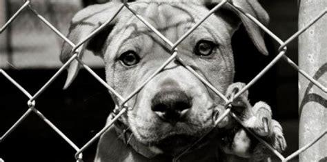 Cruelty to animals is an ongoing problem and malaysian law is being tightened, with higher fines and even prison sentences for those convicted of cruelty to animals. A Voice Against The Cruelty To Helpless Animals, The Daily ...