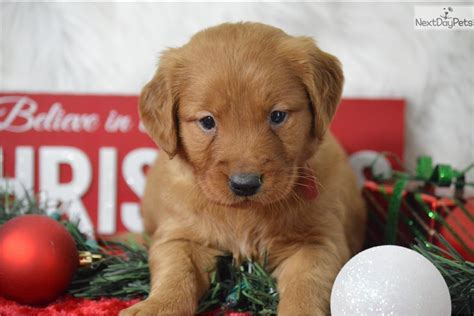 Use our free search tool to find purebred golden retriever dog breeders nearest you, fast and free! Red: Golden Retriever puppy for sale near Texoma, Texas ...