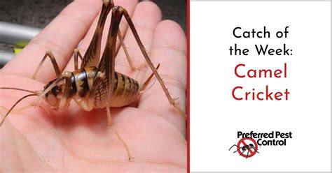 They are also known by other names, such as cave crickets, cave wetas and spider crickets. Avoid Camel Crickets in Your Home | Preferred Pest Control