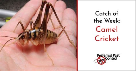 Lifespan of a cricket can be different if it lives in nature or in captivity. Avoid Camel Crickets in Your Home | Preferred Pest Control