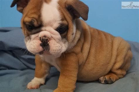 However free english bulldogs are a rarity as rescues usually charge a small adoption fee to cover their expenses ($100 to $200). Bear: English Bulldog puppy for sale near Tulsa, Oklahoma ...